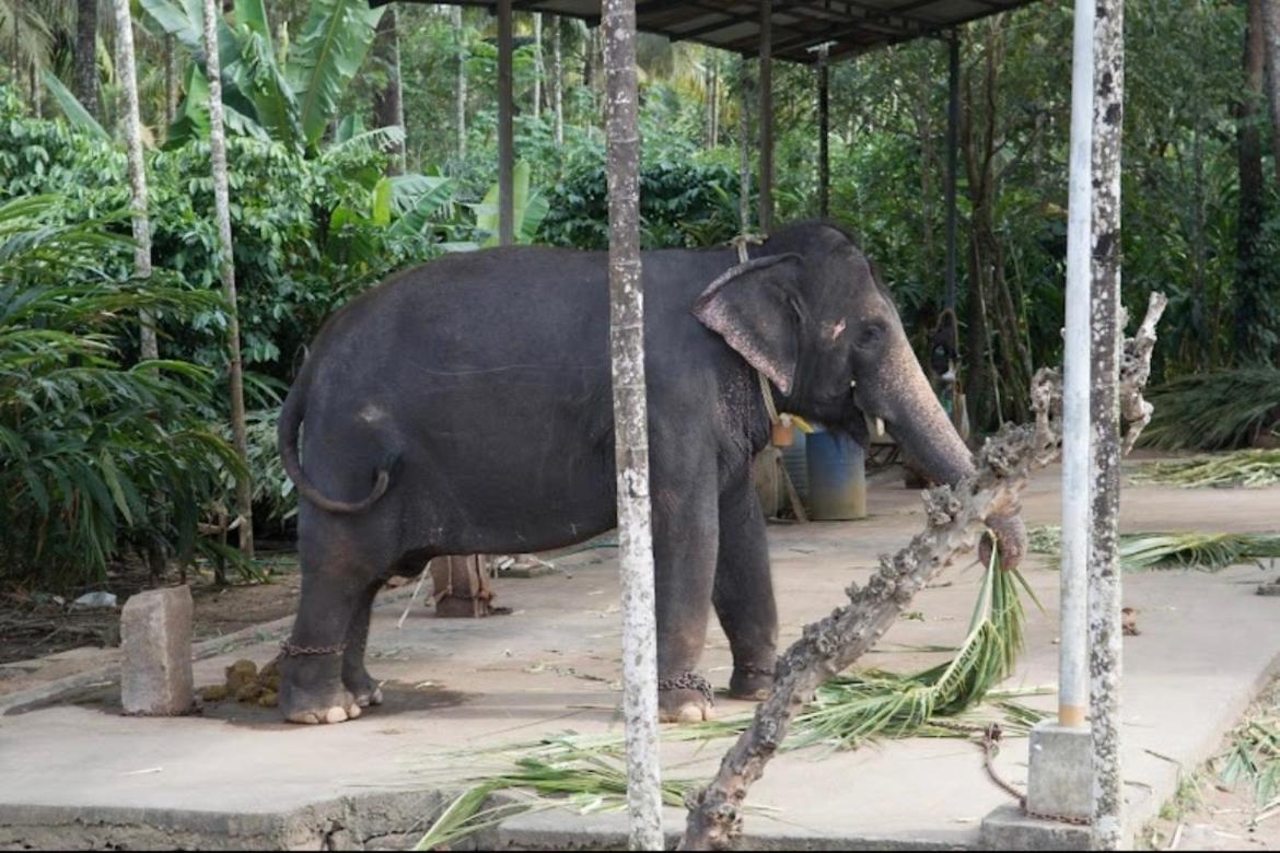 Cassells Jungle Resorts Thekkady Vandiperiyār Екстериор снимка