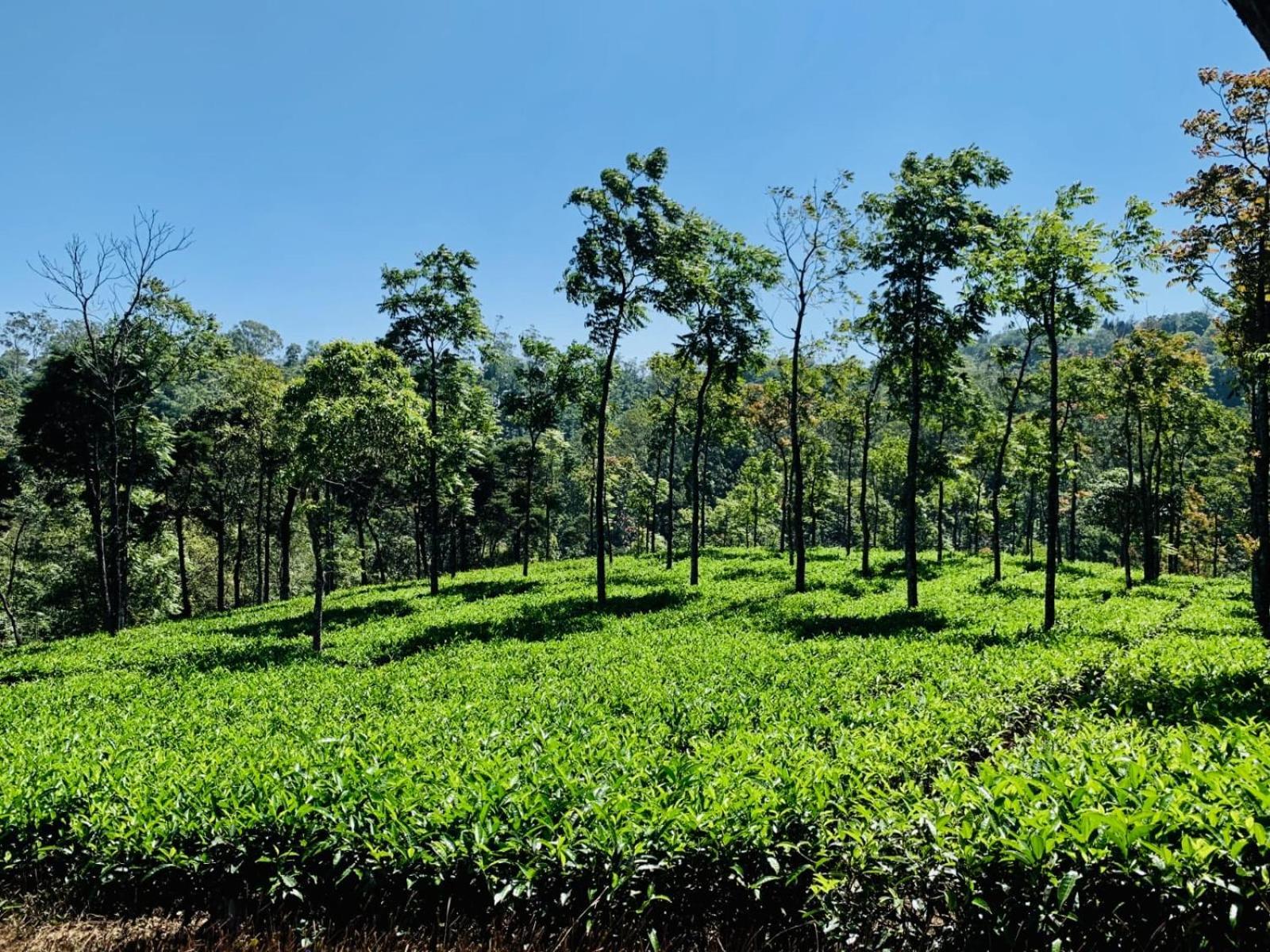 Cassells Jungle Resorts Thekkady Vandiperiyār Екстериор снимка